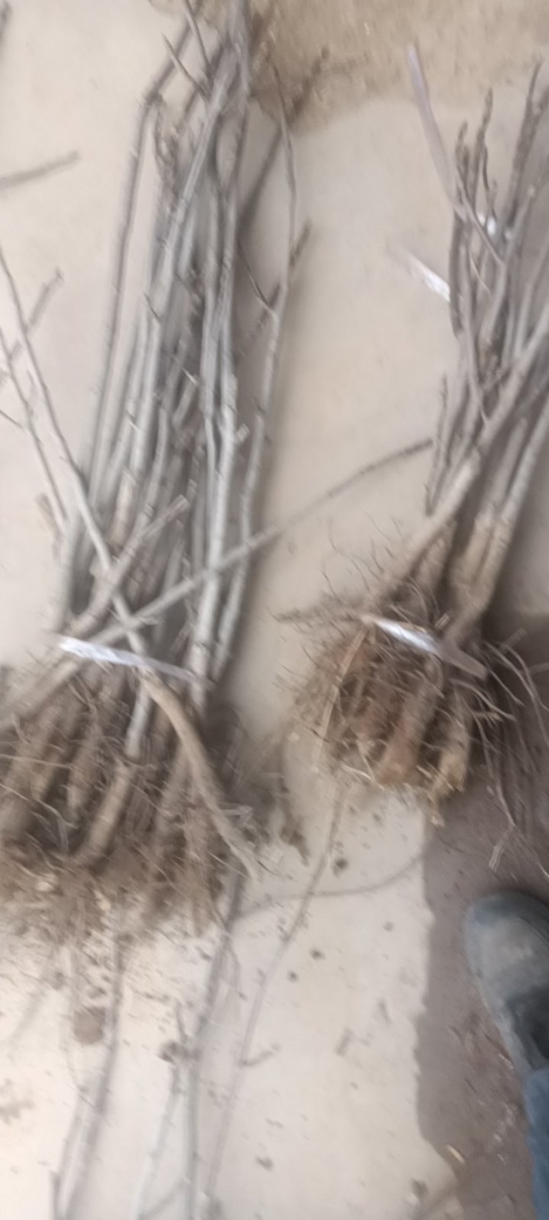 香玲核桃苗，8518核桃苗，占地核桃苗，嫁接核桃苗