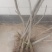 香玲核桃苗，8518核桃苗，占地核桃苗，嫁接核桃苗