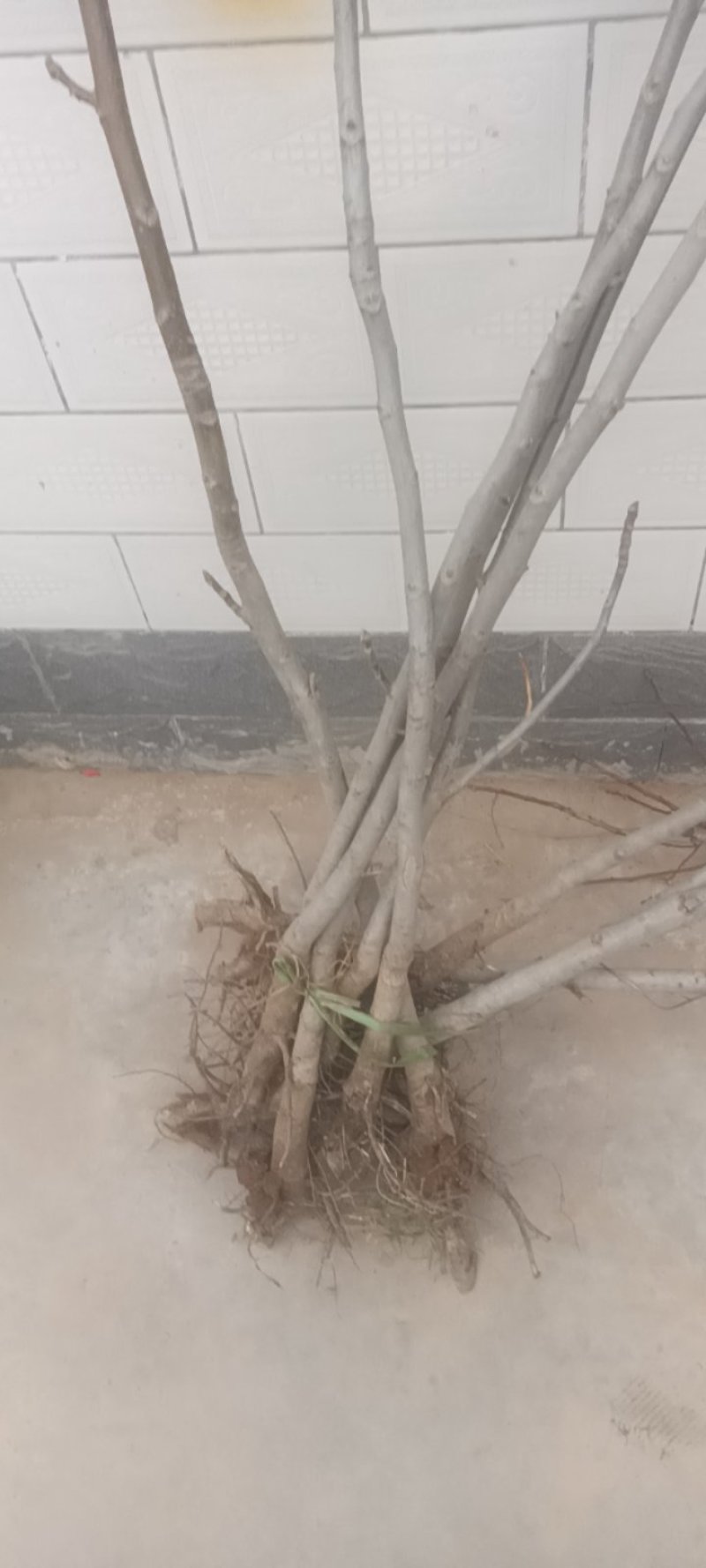 香玲核桃苗，8518核桃苗，占地核桃苗，嫁接核桃苗
