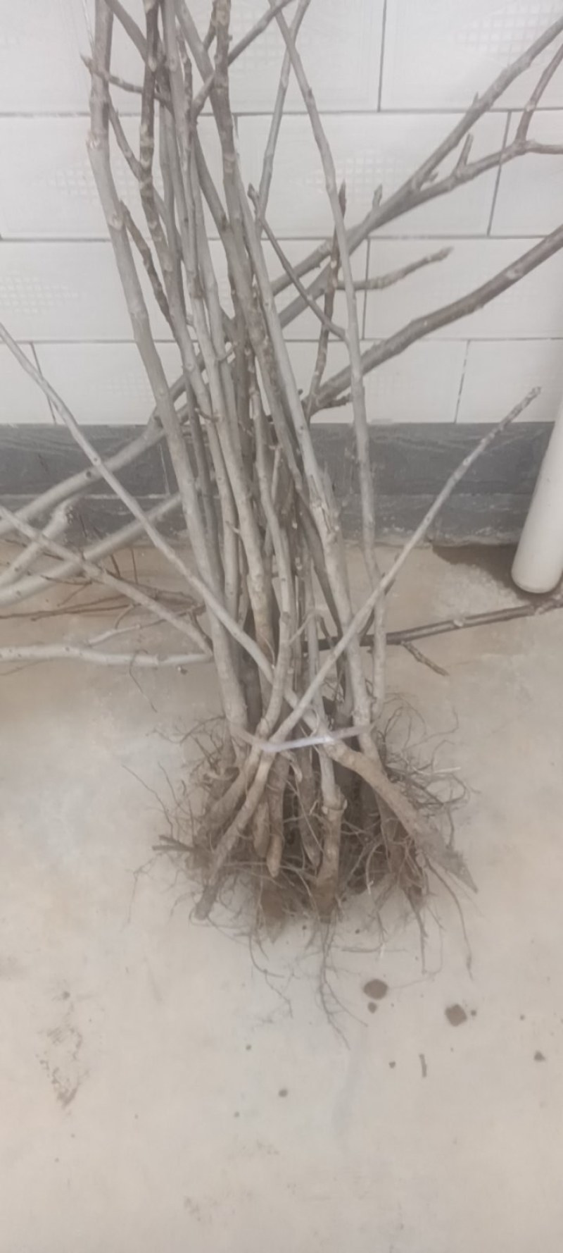 香玲核桃苗，8518核桃苗，占地核桃苗，嫁接核桃苗