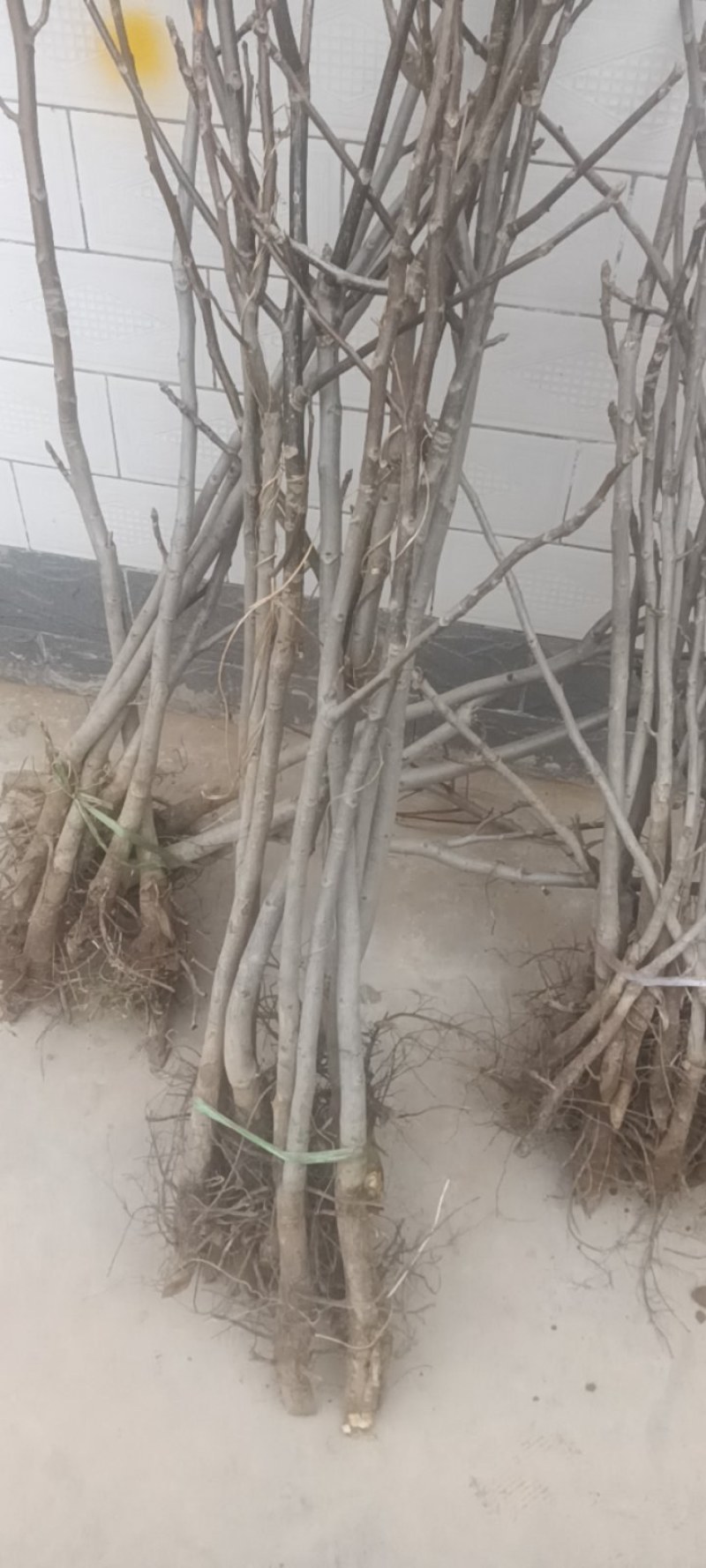 香玲核桃苗，8518核桃苗，占地核桃苗，嫁接核桃苗