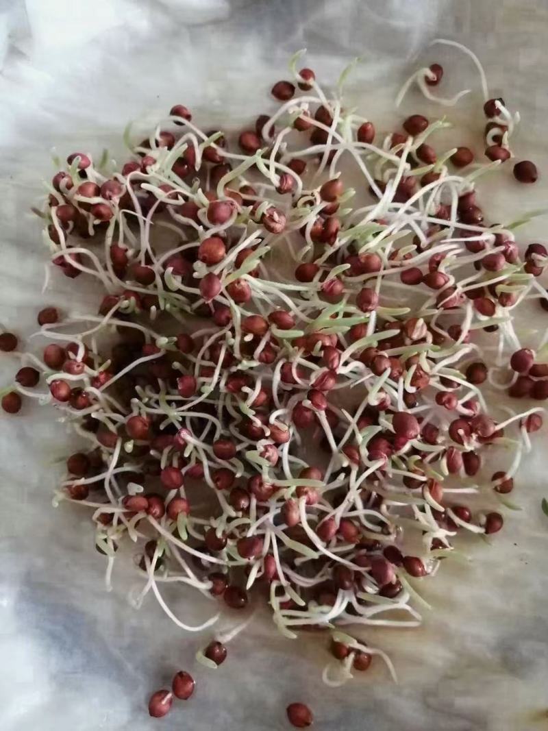 高丹草种四季牧草种子养殖再生草种籽畜牧产量高含高蛋白