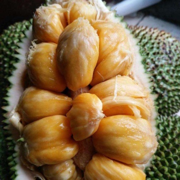 榴莲蜜苗，长孟尖榴莲蜜苗，嫁接苗，带土带叶发货