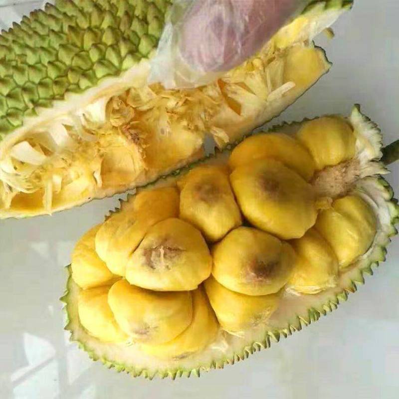 榴莲蜜苗，长孟尖榴莲蜜苗，嫁接苗，带土带叶发货