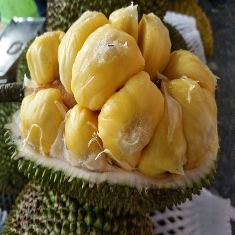 榴莲蜜苗，长孟尖榴莲蜜苗，嫁接苗，带土带叶发货