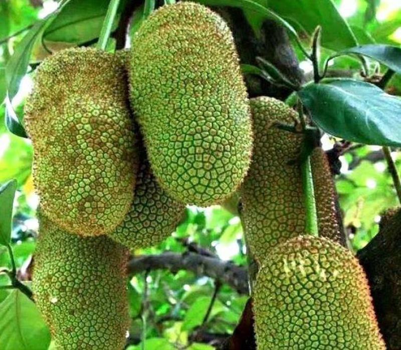 榴莲蜜苗，长孟尖榴莲蜜苗，嫁接苗，带土带叶发货