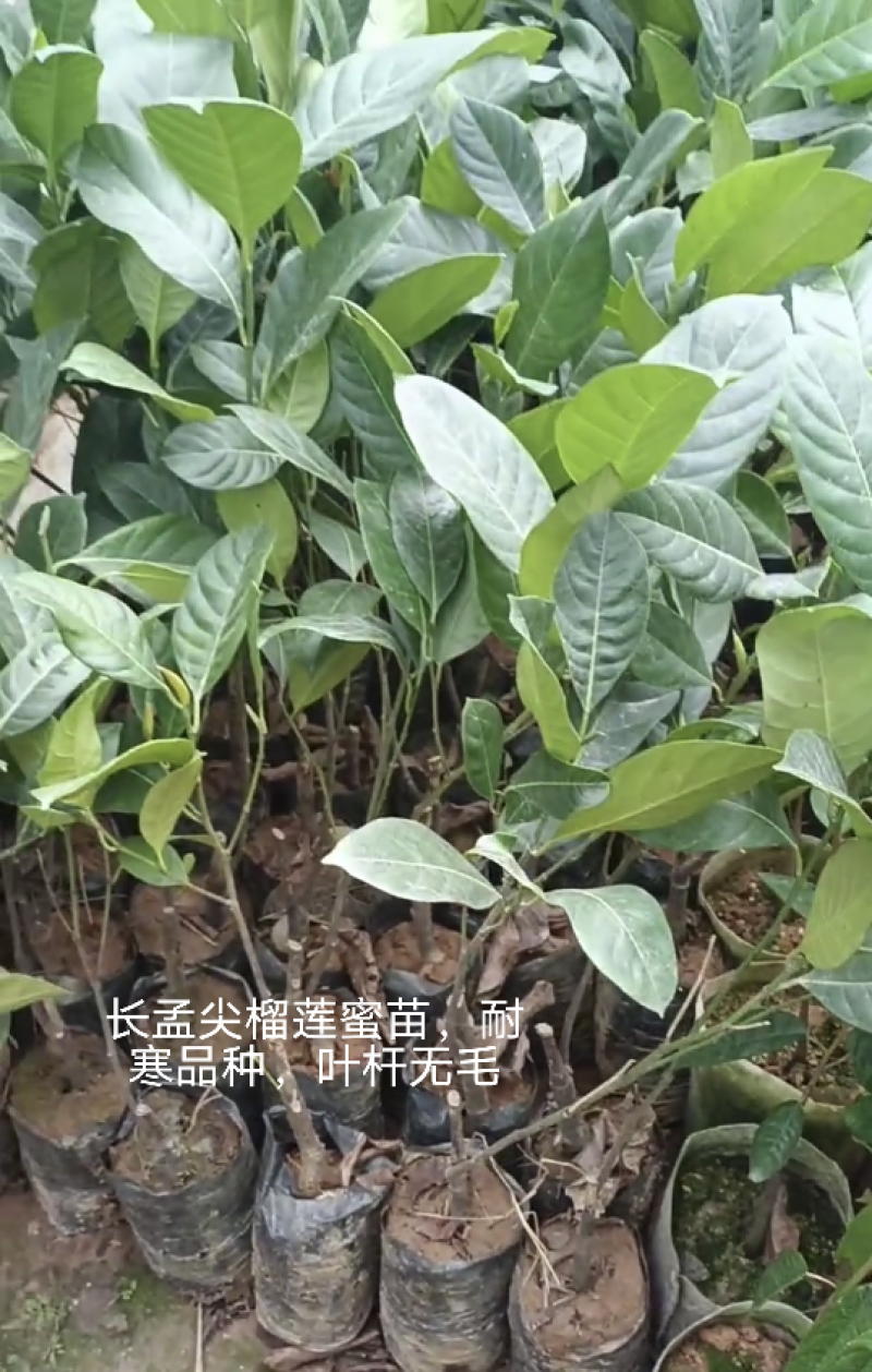 榴莲蜜苗，长孟尖榴莲蜜苗，嫁接苗，带土带叶发货