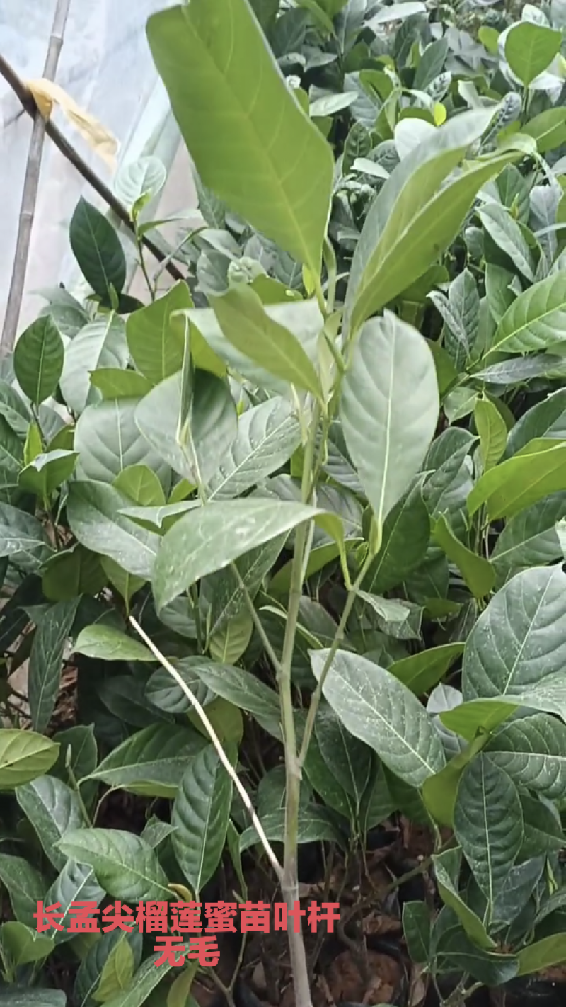 榴莲蜜苗，长孟尖榴莲蜜苗，嫁接苗，带土带叶发货