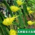 黄龙果树麒麟果燕窝果树苗黄皮黄肉火龙果树苗盆栽果树苗