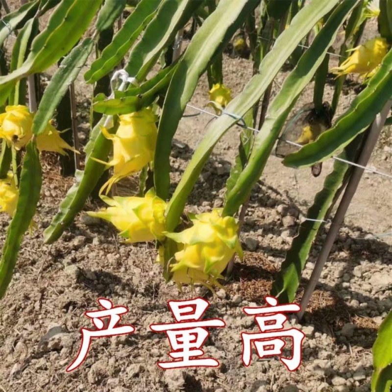 黄龙果树麒麟果燕窝果树苗黄皮黄肉火龙果树苗盆栽果树苗