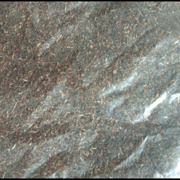 鹿茸草鹿茸草种子