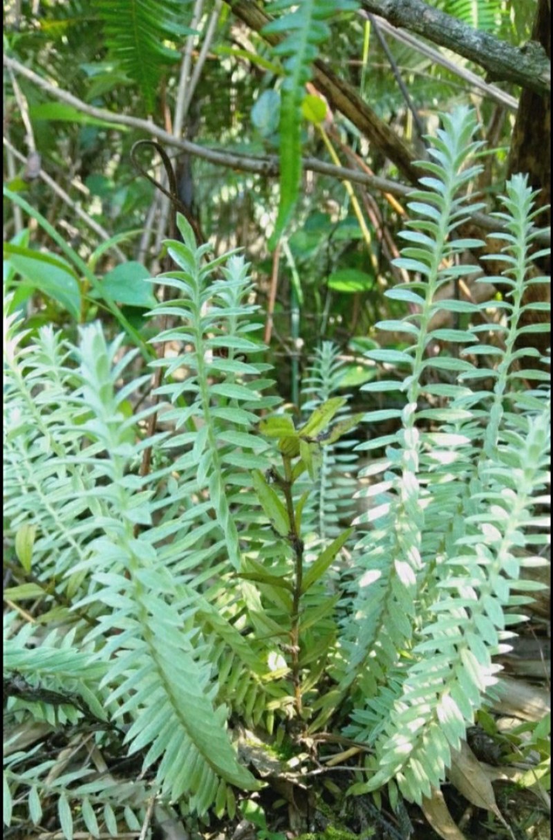 鹿茸草鹿茸草种子