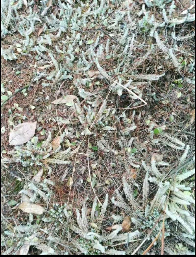 鹿茸草鹿茸草种子