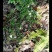 鹿茸草鹿茸草种子