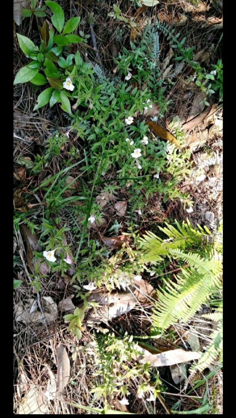 鹿茸草鹿茸草种子