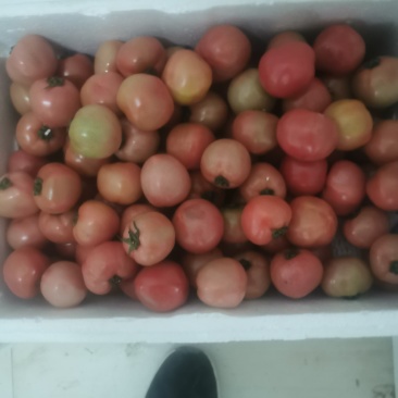 草莓西红柿大量供应，口感一级