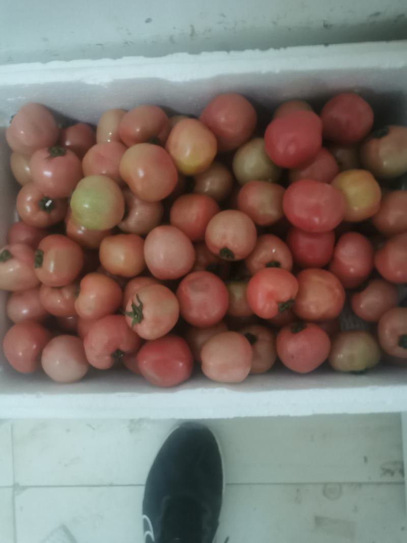 草莓西红柿大量供应，口感一级