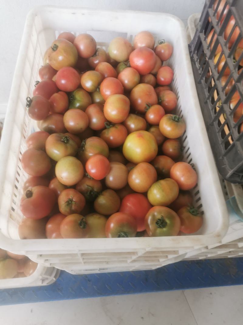 草莓西红柿大量供应，口感一级