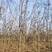 黄山栾树，8-20公分移栽全冠栾树大量供应，基地直发。