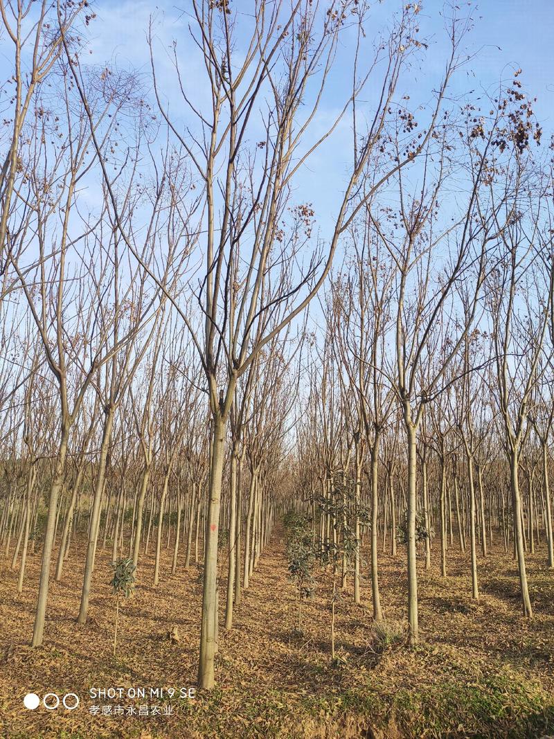 黄山栾树，8-20公分移栽全冠栾树大量供应，基地直发。