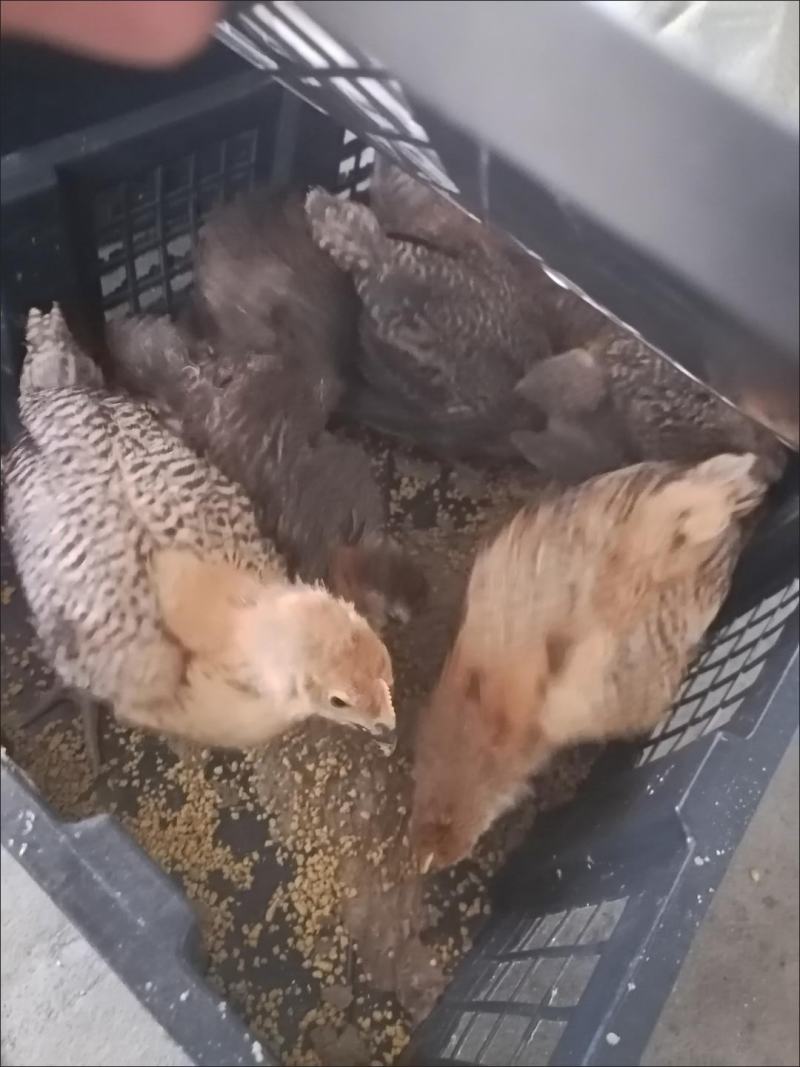 鸡苗！半大鸡苗！产蛋高，麻羽鸡，包邮保活到家！快速发货！