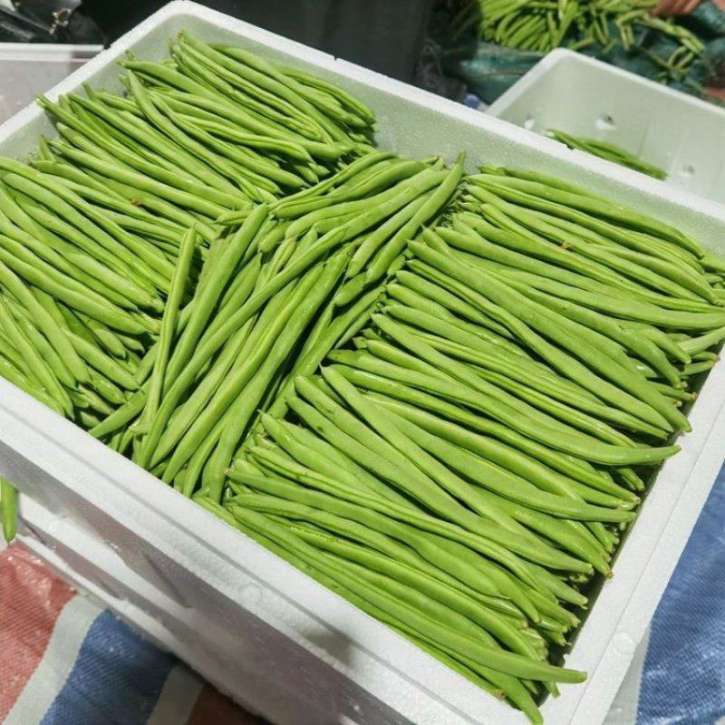 四季豆无筋豆产地看货采摘保质保量欢迎咨询订购