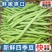 四季豆无筋豆产地看货采摘保质保量欢迎咨询订购