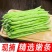 四季豆无筋豆产地看货采摘保质保量欢迎咨询订购