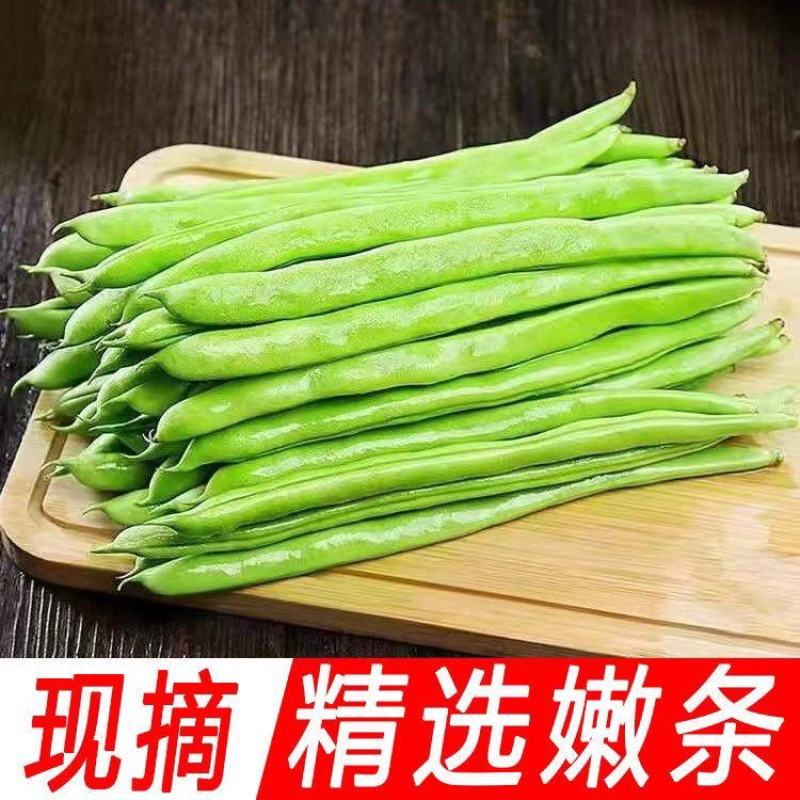 四季豆无筋豆产地看货采摘保质保量欢迎咨询订购