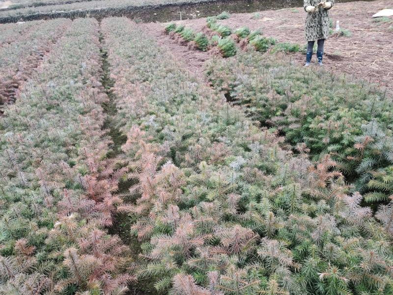 杉树苗，基地直供一手货源批发，保证成活率免费支持技术
