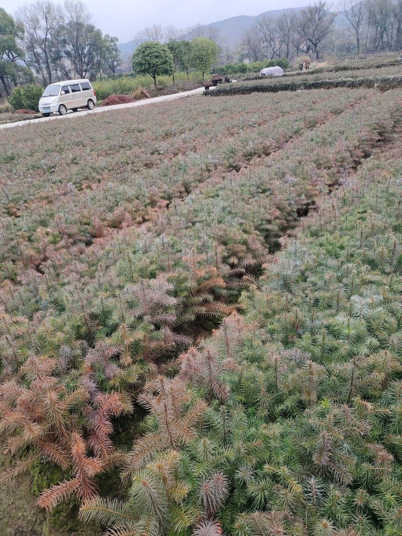 杉树苗，基地直供一手货源批发，保证成活率免费支持技术