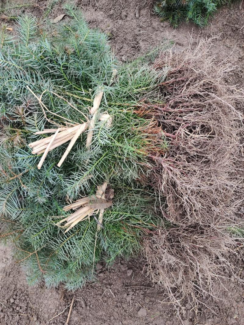 杉树苗，基地直供一手货源批发，保证成活率免费支持技术