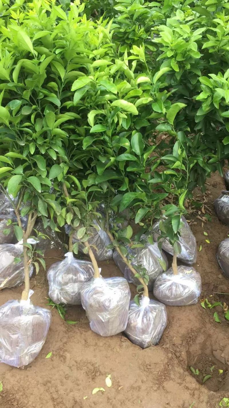 精品爱媛红美人果冻，两年假植苗，丫盘好，地径两公分左右。