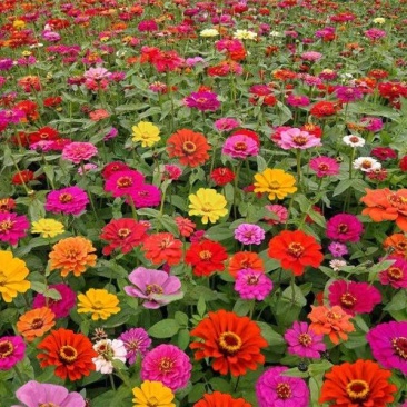 百日草花种籽子四季播种开花盆栽重瓣百日草易活室内外百日菊
