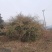 杨巴奶