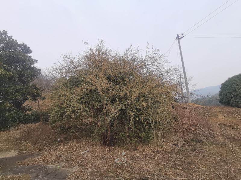 杨巴奶