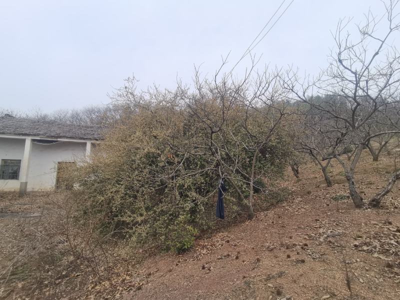 杨巴奶