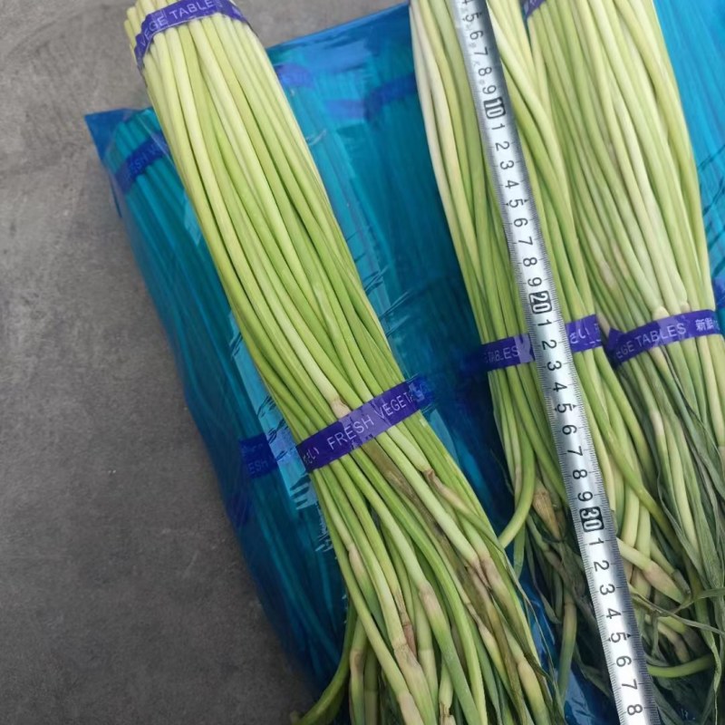 红帽蒜苔，精品蒜薹，全国发货，量大从优欢迎致电
