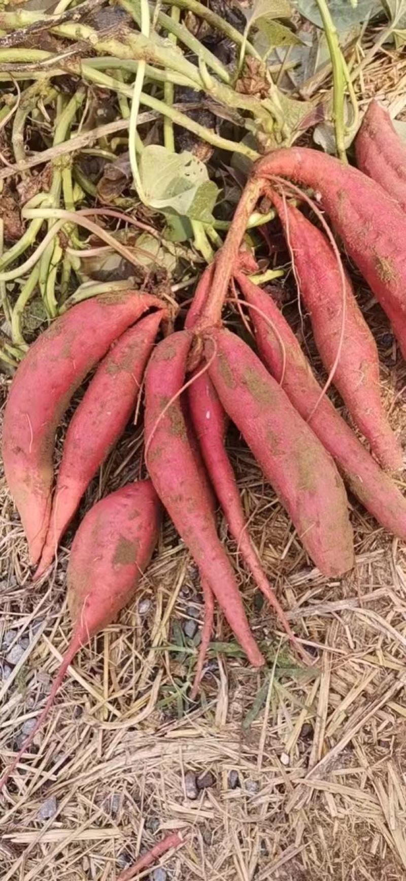 红薯