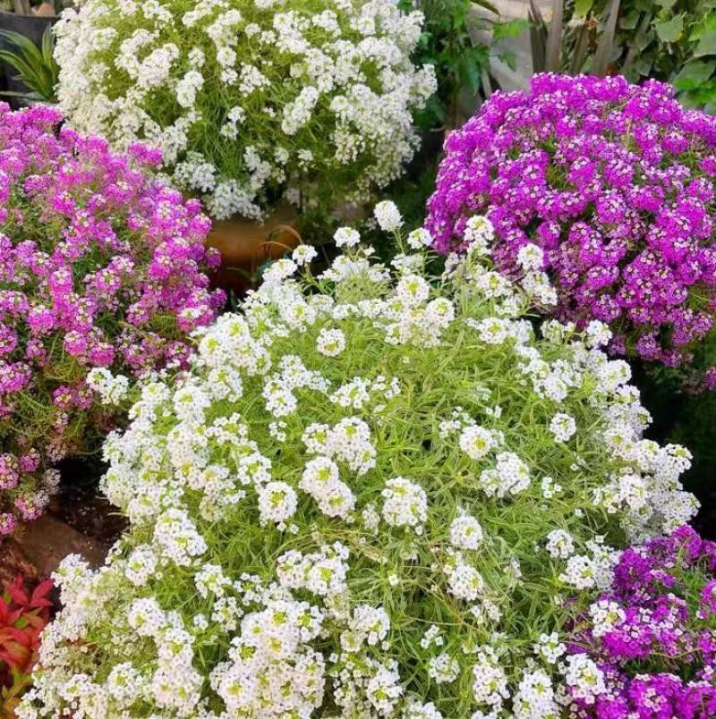 香雪球花籽花种子孑四季庭院多年生耐寒花卉地被花海室内阳台