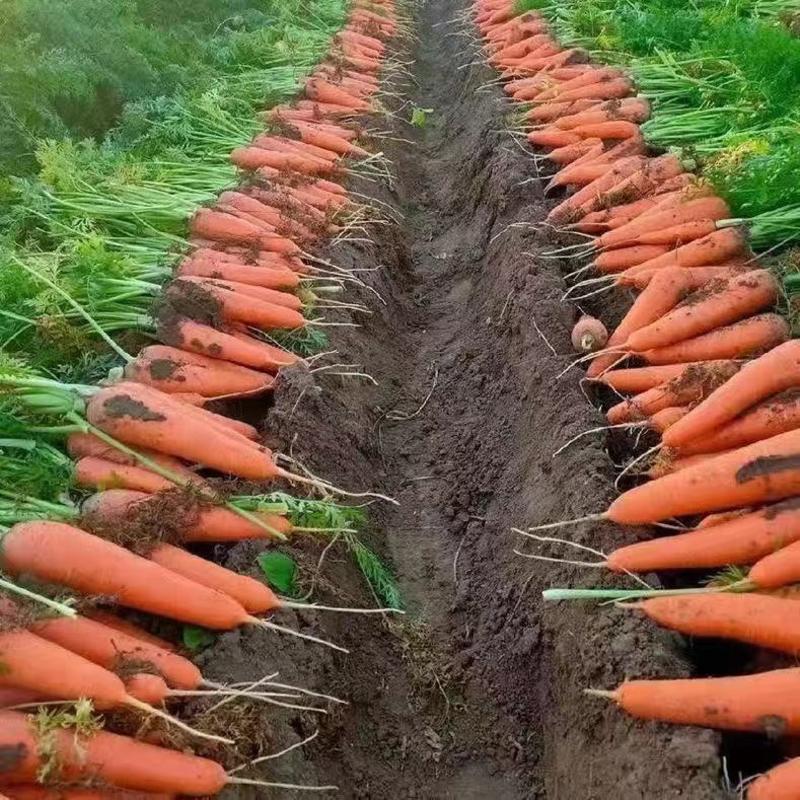 [胡萝卜]三红胡萝卜原产地发货各种规格欢迎来电采购