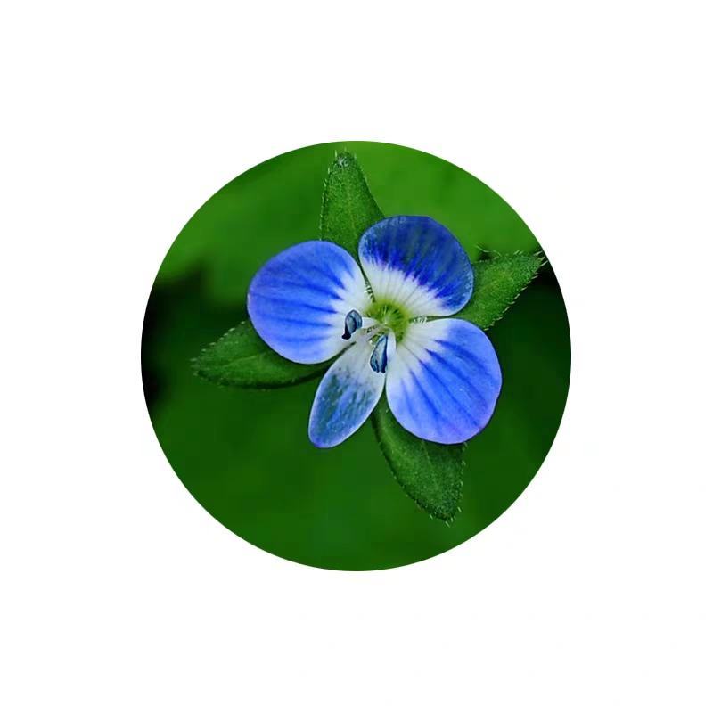 婆婆纳种籽花种子路边小蓝花河边二年生籽种子