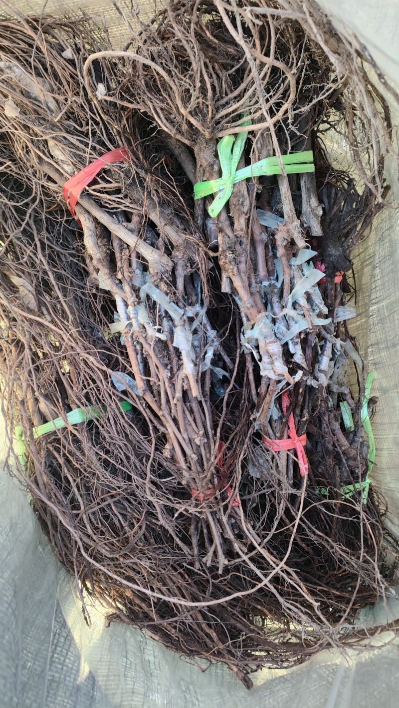 尼娜公主葡萄苗基地发货。品质有保证秒接单秒发货