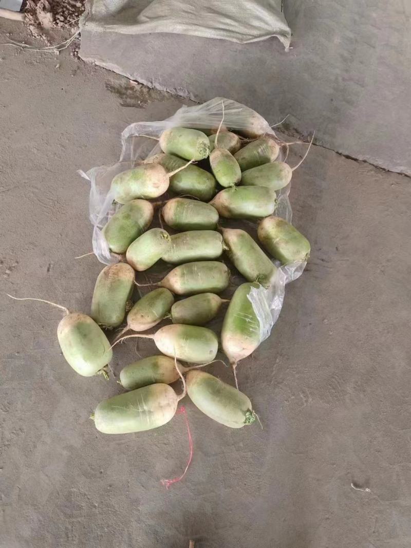 出售杂交青萝卜，300吨左右