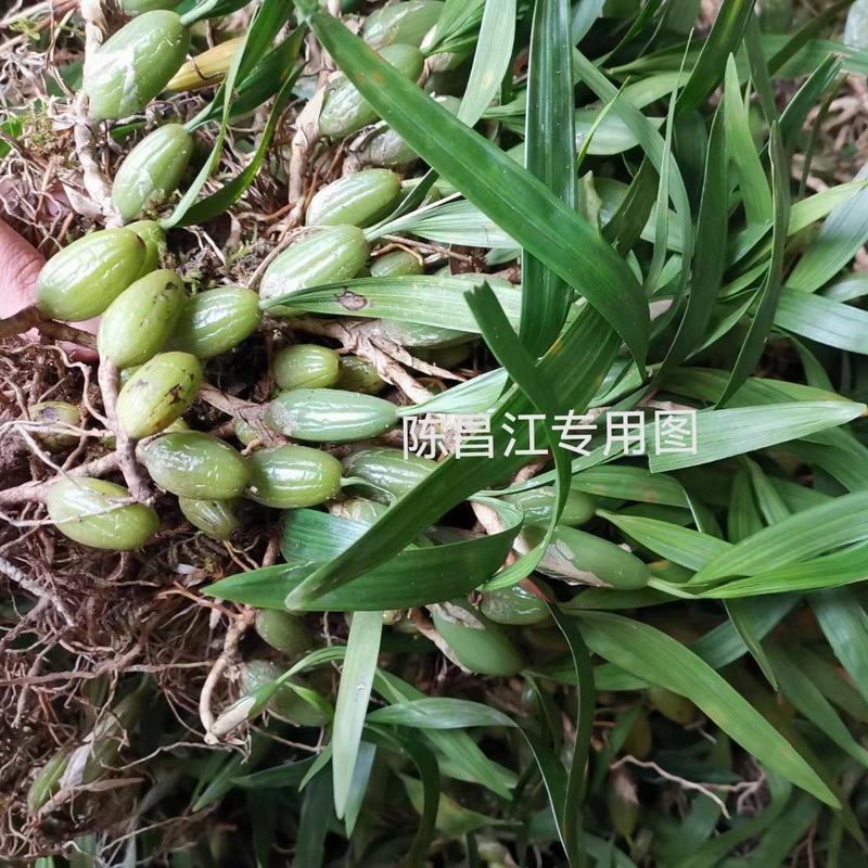 贵州山区现采野生双叶大果石橄榄，特价5一斤包邮了