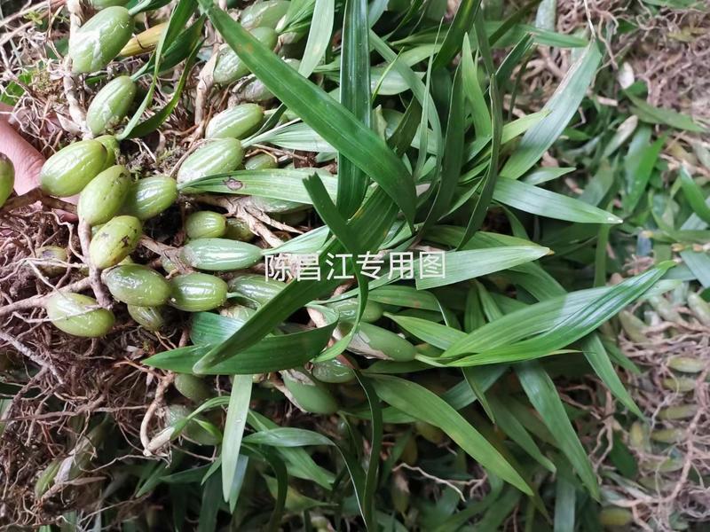 贵州山区现采野生双叶大果石橄榄，特价5一斤包邮了
