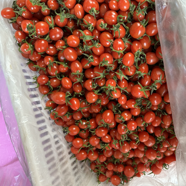 圣女果釜山88
