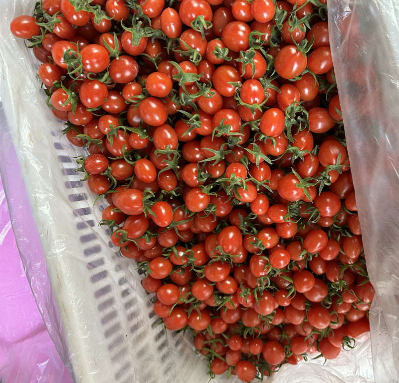 圣女果釜山88
