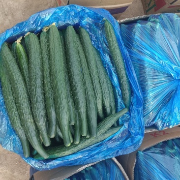 精品黄瓜大量上市，