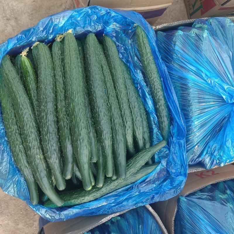 精品黄瓜大量上市，